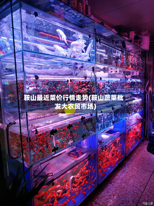 鞍山最近菜价行情走势(鞍山蔬菜批发大农贸市场)-第2张图片