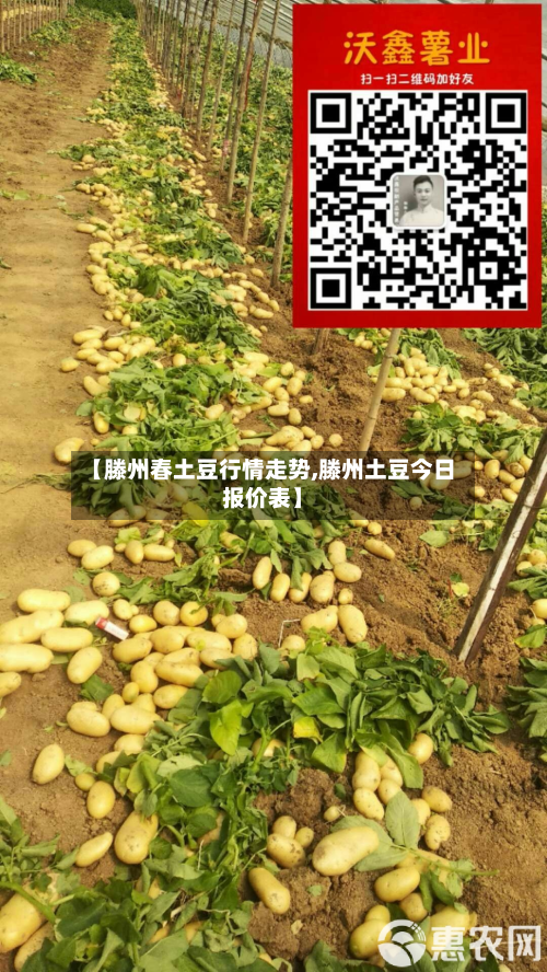 【滕州春土豆行情走势,滕州土豆今日报价表】-第2张图片