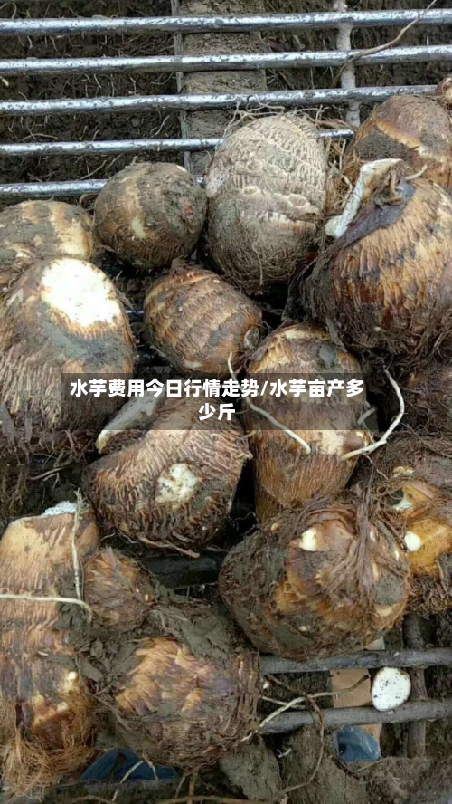 水芋费用今日行情走势/水芋亩产多少斤-第2张图片