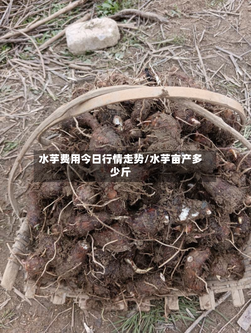 水芋费用今日行情走势/水芋亩产多少斤