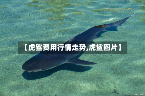 【虎鲨费用行情走势,虎鲨图片】