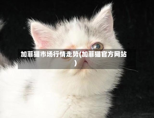 加菲猫市场行情走势(加菲猫官方网站)
