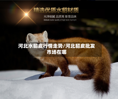 河北水貂皮行情走势/河北貂皮批发市场在哪