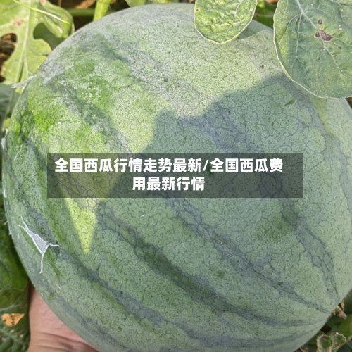 全国西瓜行情走势最新/全国西瓜费用最新行情-第2张图片