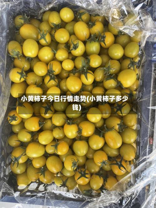 小黄柿子今日行情走势(小黄柿子多少钱)