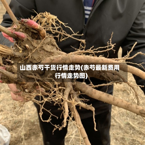 山西赤芍干货行情走势(赤芍最新费用行情走势图)-第2张图片