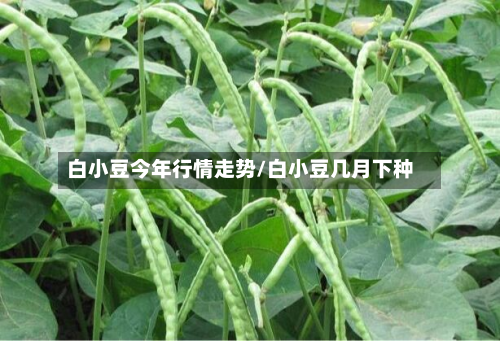 白小豆今年行情走势/白小豆几月下种