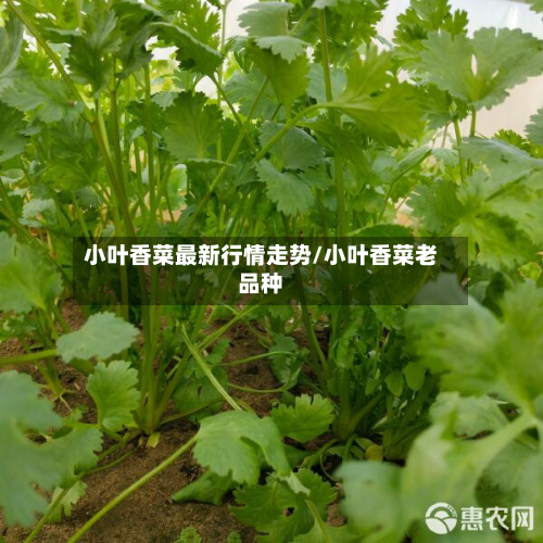 小叶香菜最新行情走势/小叶香菜老品种