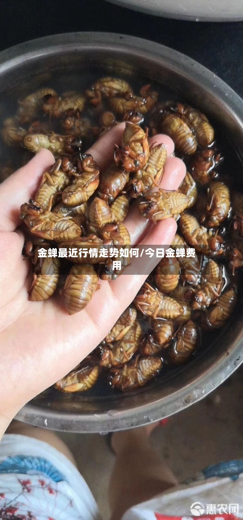 金蝉最近行情走势如何/今日金蝉费用-第2张图片