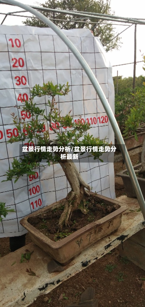 盆景行情走势分析/盆景行情走势分析最新-第2张图片