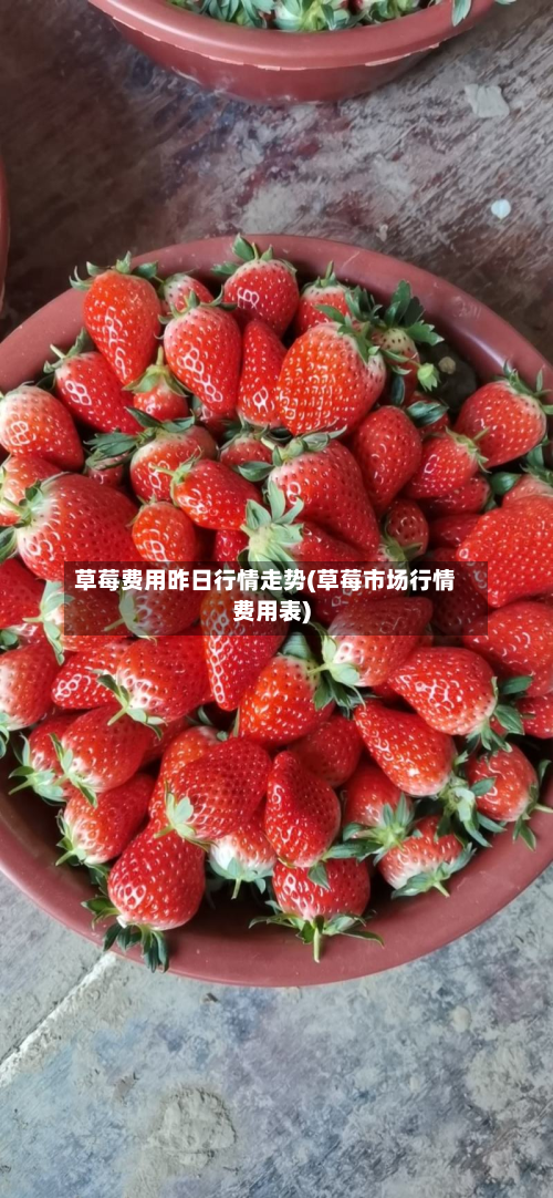 草莓费用昨日行情走势(草莓市场行情费用表)