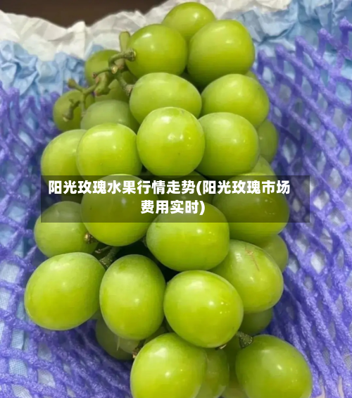 阳光玫瑰水果行情走势(阳光玫瑰市场费用实时)