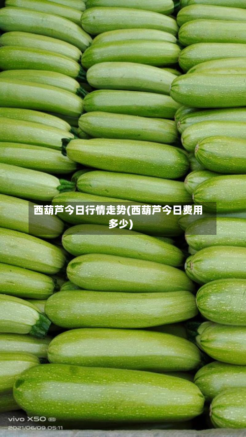 西葫芦今日行情走势(西葫芦今日费用多少)