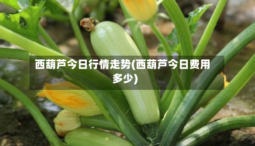 西葫芦今日行情走势(西葫芦今日费用多少)-第2张图片