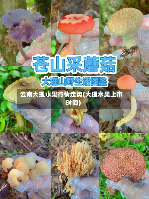 云南大理水果行情走势(大理水果上市时间)-第2张图片