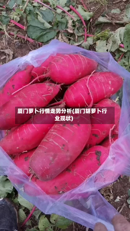 厦门萝卜行情走势分析(厦门胡萝卜行业现状)-第2张图片