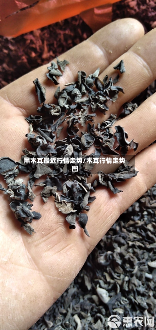 黑木耳最近行情走势/木耳行情走势图-第3张图片