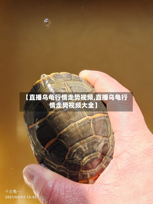 【直播乌龟行情走势视频,直播乌龟行情走势视频大全】-第2张图片