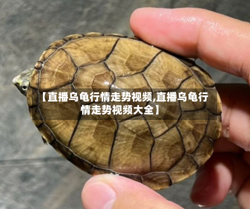 【直播乌龟行情走势视频,直播乌龟行情走势视频大全】