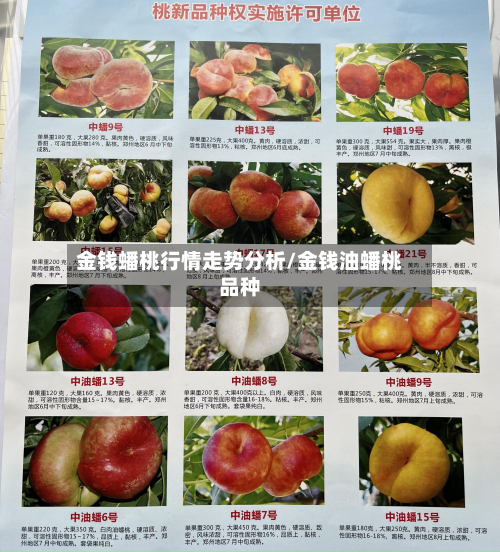 金钱蟠桃行情走势分析/金钱油蟠桃品种-第2张图片