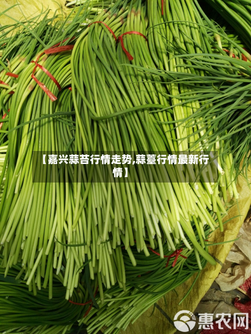【嘉兴蒜苔行情走势,蒜薹行情最新行情】