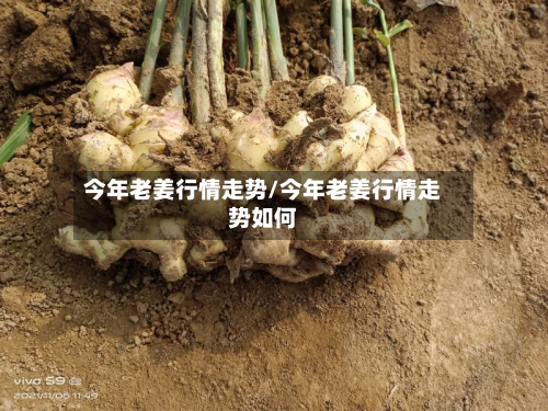 今年老姜行情走势/今年老姜行情走势如何
