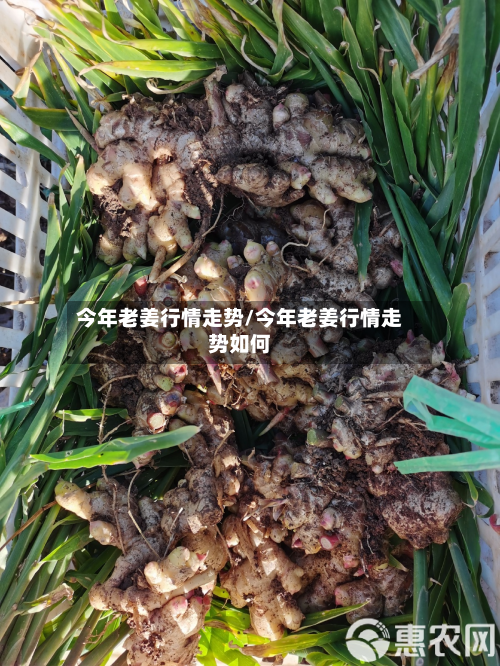 今年老姜行情走势/今年老姜行情走势如何-第3张图片