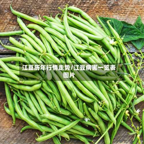江豆历年行情走势/江豆病害一览表图片-第2张图片
