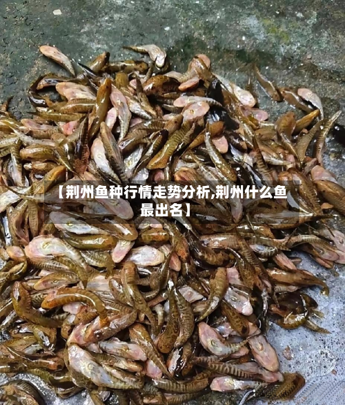 【荆州鱼种行情走势分析,荆州什么鱼最出名】-第2张图片
