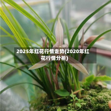 2025年红花行情走势(2020年红花行情分析)