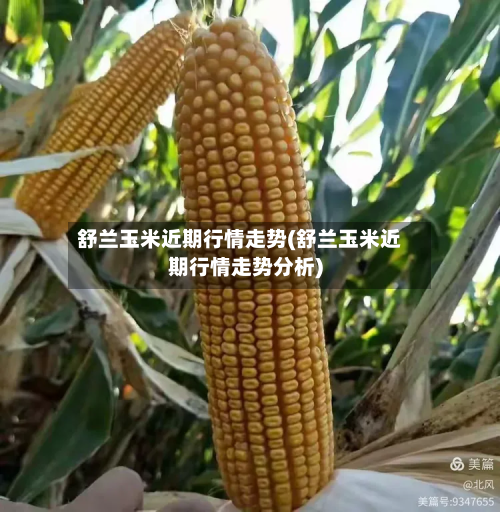 舒兰玉米近期行情走势(舒兰玉米近期行情走势分析)