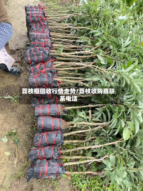 荔枝框回收行情走势/荔枝收购商联系电话