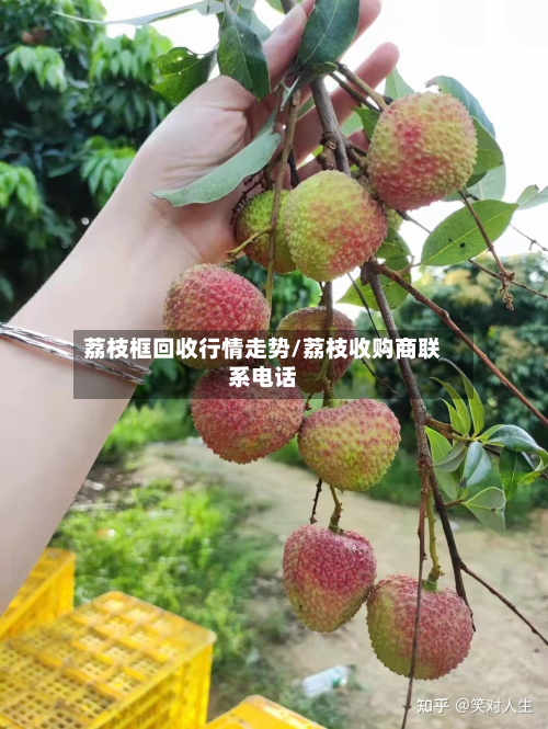 荔枝框回收行情走势/荔枝收购商联系电话-第2张图片