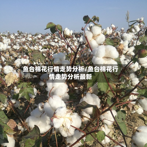 鱼台棉花行情走势分析/鱼台棉花行情走势分析最新