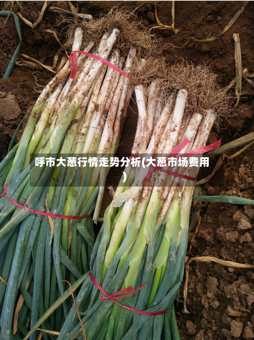 呼市大葱行情走势分析(大葱市场费用)-第2张图片