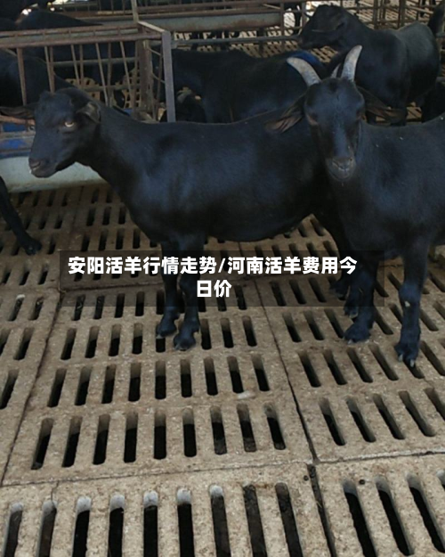安阳活羊行情走势/河南活羊费用今日价