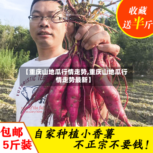 【重庆山地瓜行情走势,重庆山地瓜行情走势最新】-第2张图片