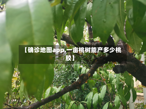 【确诊地图app,一亩桃树能产多少桃胶】-第3张图片