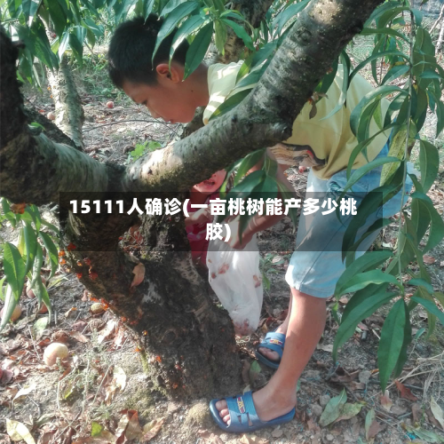 15111人确诊(一亩桃树能产多少桃胶)