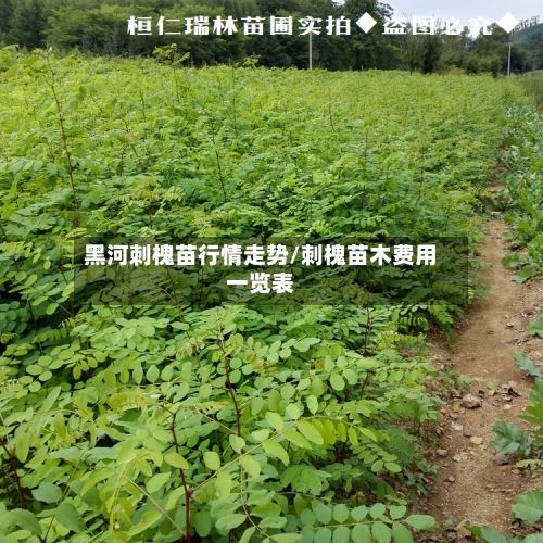黑河刺槐苗行情走势/刺槐苗木费用一览表
