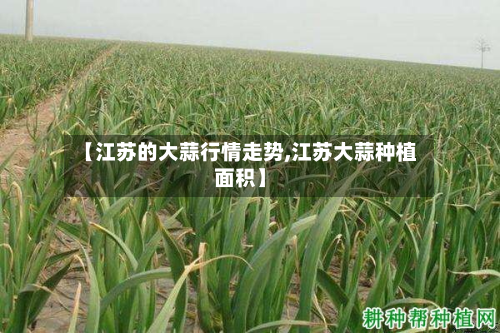 【江苏的大蒜行情走势,江苏大蒜种植面积】-第3张图片