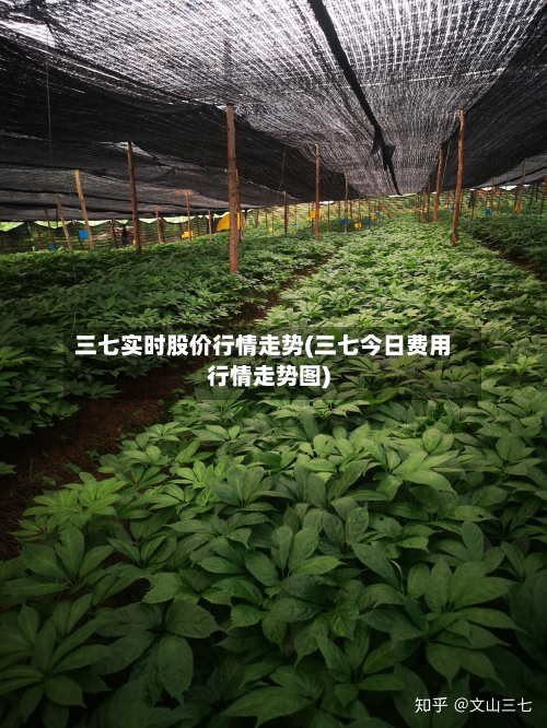 三七实时股价行情走势(三七今日费用行情走势图)-第2张图片