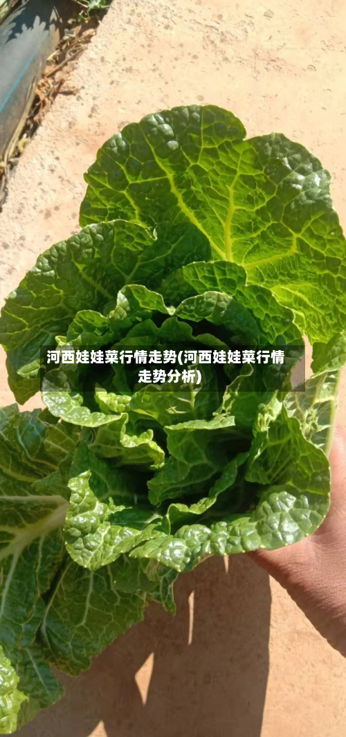河西娃娃菜行情走势(河西娃娃菜行情走势分析)-第3张图片