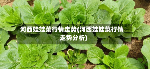 河西娃娃菜行情走势(河西娃娃菜行情走势分析)-第2张图片