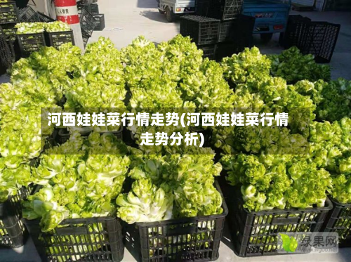 河西娃娃菜行情走势(河西娃娃菜行情走势分析)
