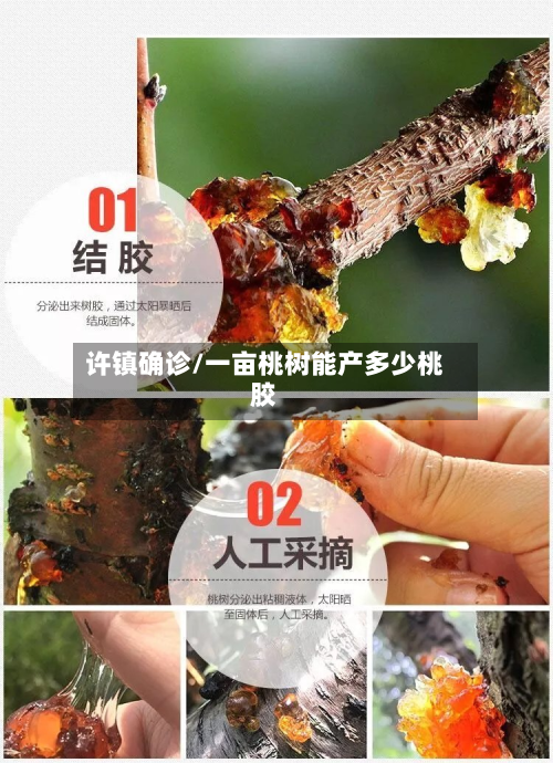 许镇确诊/一亩桃树能产多少桃胶-第2张图片