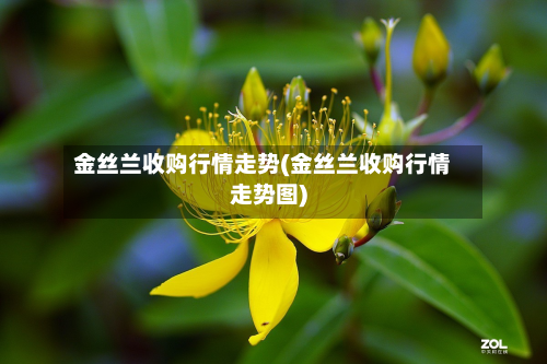 金丝兰收购行情走势(金丝兰收购行情走势图)