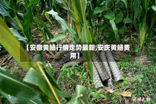 【安徽黄鳝行情走势最新,安庆黄鳝费用】