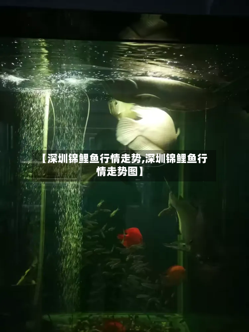 【深圳锦鲤鱼行情走势,深圳锦鲤鱼行情走势图】