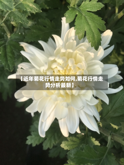 【近年菊花行情走势如何,菊花行情走势分析最新】